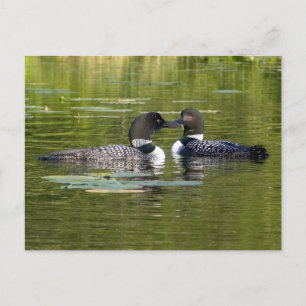 Loons Vykort