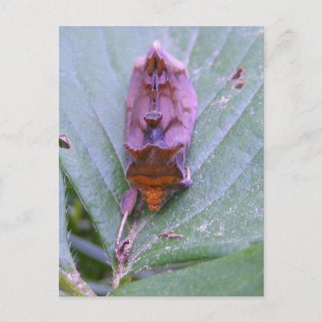Looper moth ~ vycard vykort (Framsida)