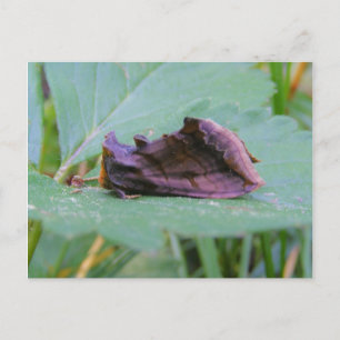 Looper Moth ~ vykort