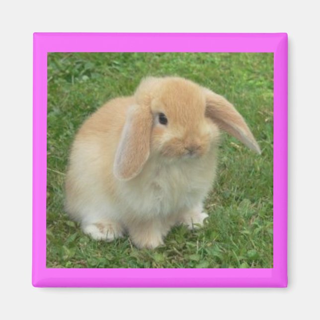Lop Bunny Magnet (Framsidan)