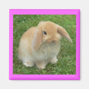 Lop-kanin Magnet