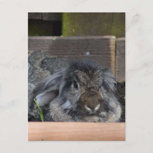 Lop ördad kanin vykort (Framsida)