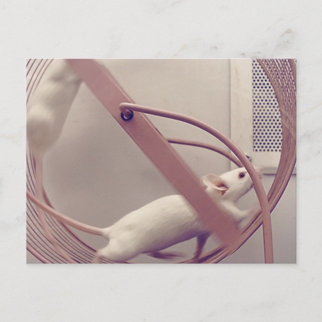 Löpande hjulmöss vykort (Framsida)