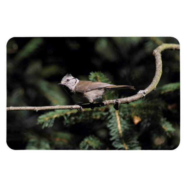 Lophophanes cristatus magnet (Horisontell)
