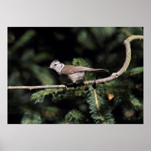 Lophophanes cristatus poster (Framsidan)