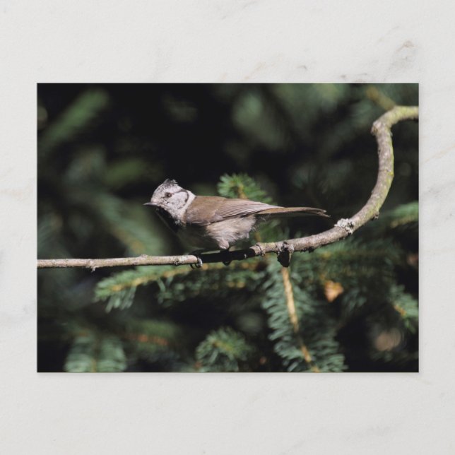 Lophophanes cristatus vykort (Framsida)