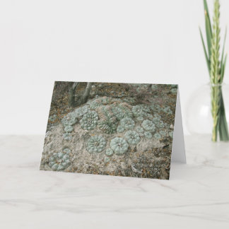 Lophophora williamsii - Peyote Kort