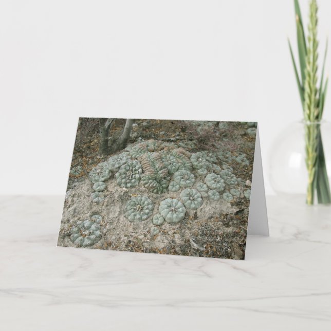 Lophophora williamsii - Peyote Kort (Framsida)