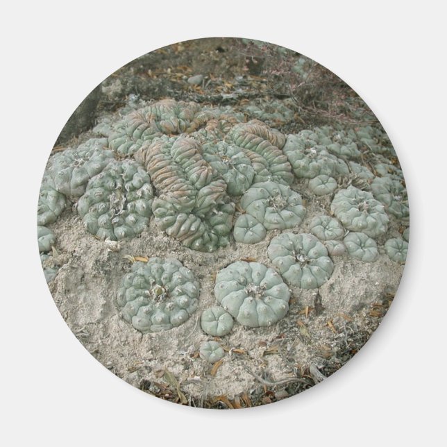 Lophophora williamsii - Peyote Magnet (Framsidan)