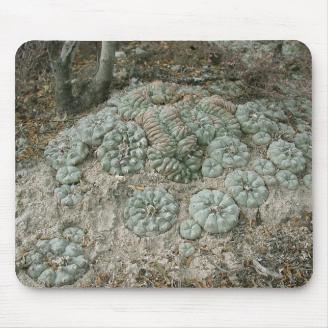 Lophophorawilliamsii - Peyote Musmatta (Framsidan)