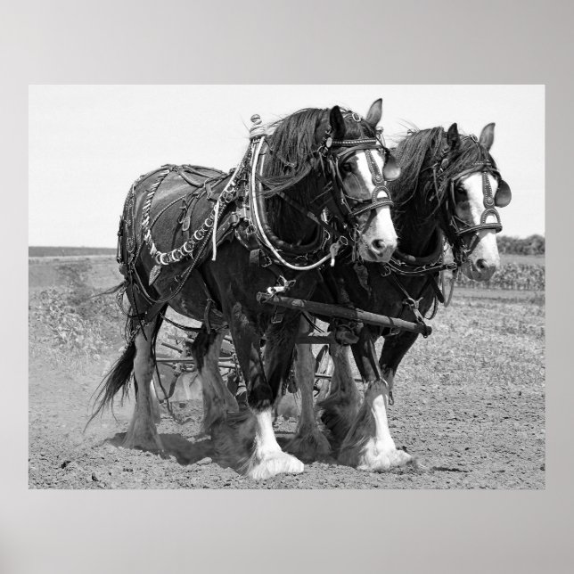 LÖPNING AV MARK MED KLYDESDALE HORSES POSTER (Framsidan)