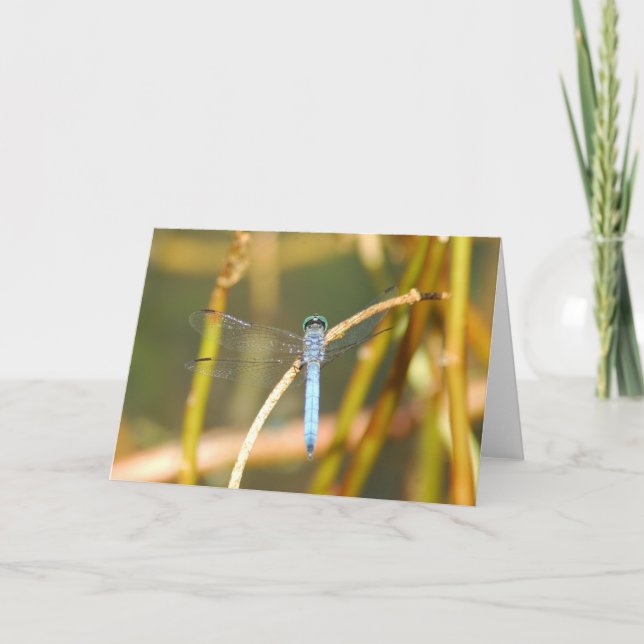 Lord Av Översvämma Kort (Framsida)