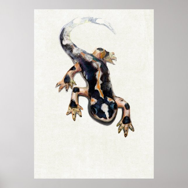 Lorestan's Salamander Scientific Illustration Poster (Framsidan)