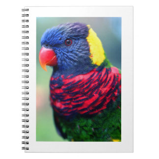 Lorikeet#1-Notebook Anteckningsbok Med Spiral