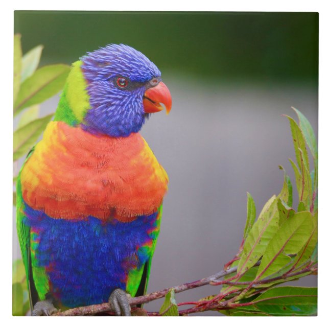 Lorikeet Bird Kakelplatta (Framsidan)