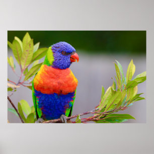 Lorikeet Bird Poster