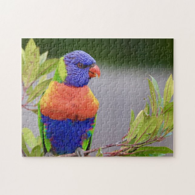 Lorikeet Fågel Sittande Papegoja Djur Fjädrar Pussel (Horisontell)