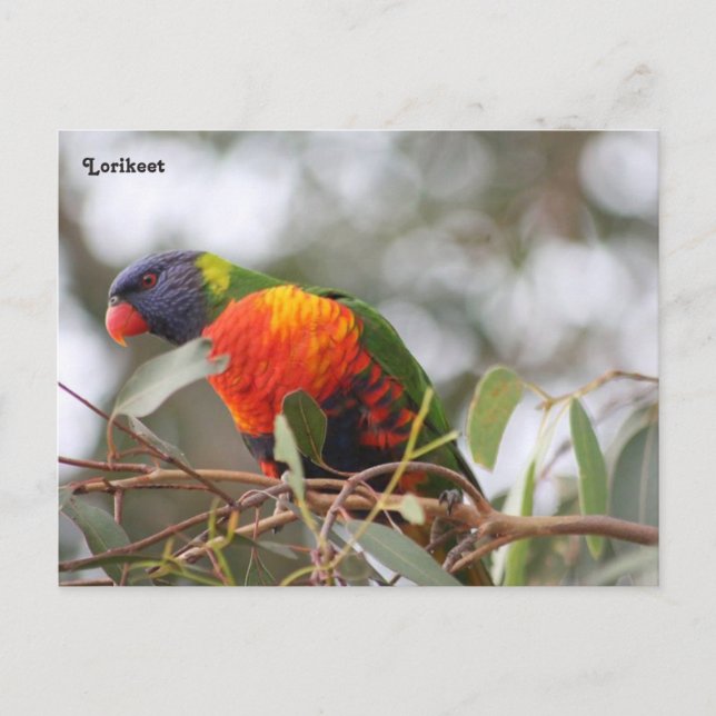 Lorikeet-fågel Vykort (Framsida)