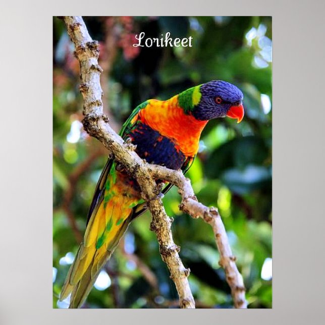 Lorikeet, färgad fågel poster (Framsidan)