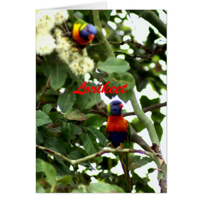 Lorikeet Hälsningskort (Framsidan)