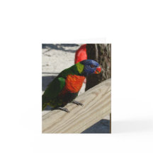 Lorikeet noterar kort