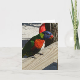 Lorikeet noterar kort