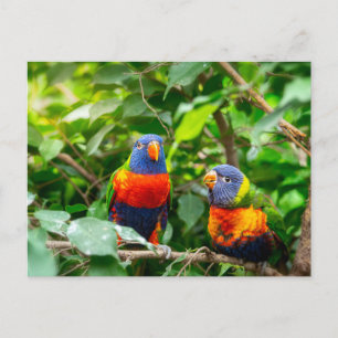 Lorikeet parrot vykort