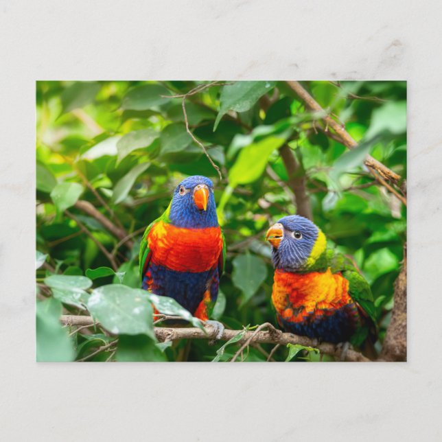 Lorikeet parrot vykort (Framsida)