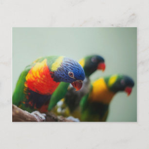 Lorikeet Parrots Vykort