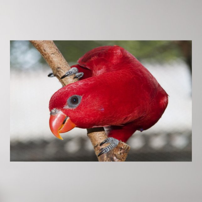 Lorikeet Poster (Framsidan)