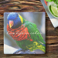 Lorikeet Red Blue Grönt Bird Live Life i Färg