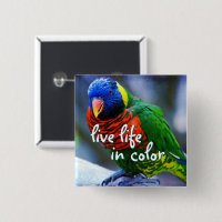 Lorikeet Red Blue grönt Birds live life in färg
