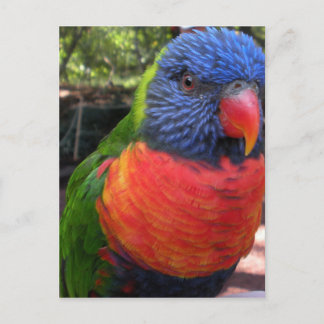 Lorikeet Vykort