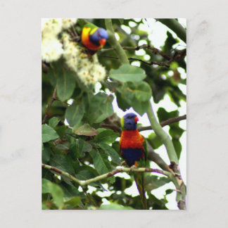 Lorikeet Vykort