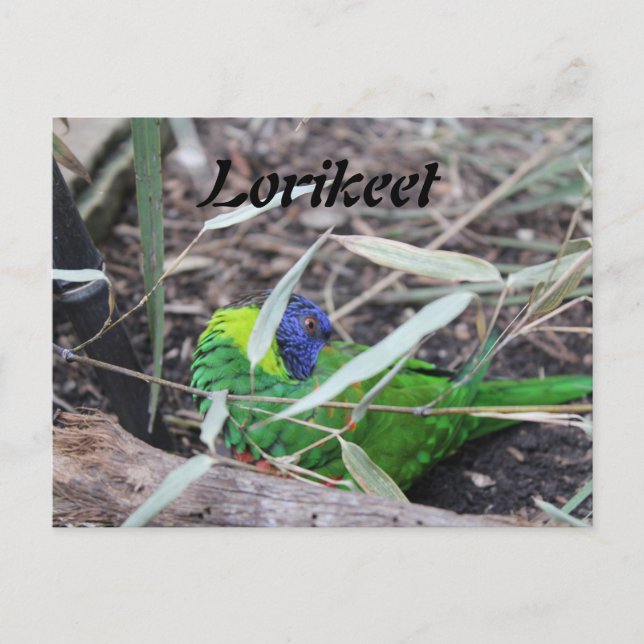 Lorikeet Vykort (Framsida)