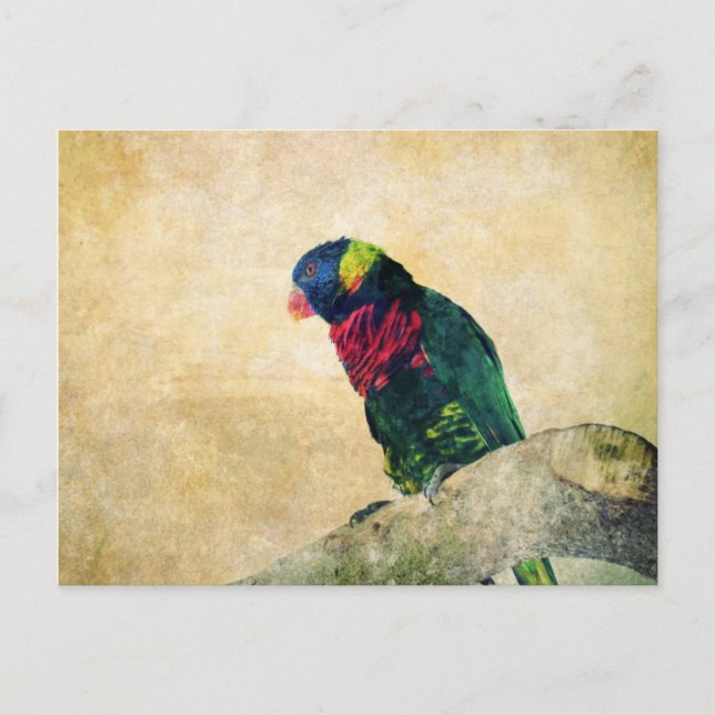 Lorikeet-vykort Vykort (Framsida)