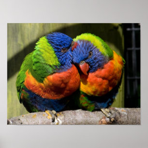 Lorikeeter Poster