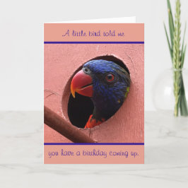 lorikeetfödelsedagkort kort
