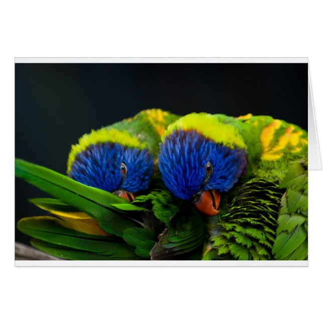 Lorikeets Hälsningskort (Framsidan Horizontal)
