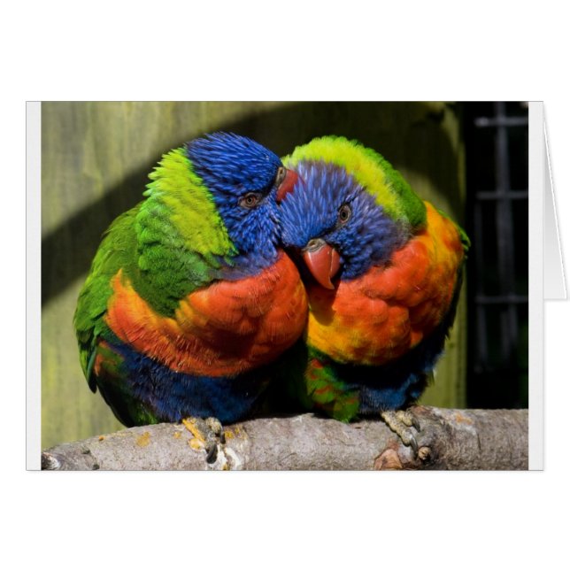 Lorikeets i Kärlek Hälsningskort (Framsidan Horizontal)