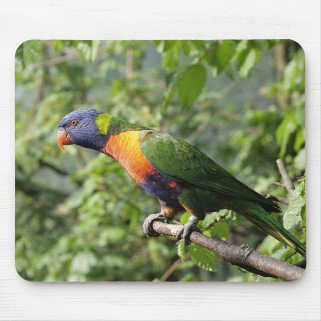 lorini, parrot, lorikeet musmatta (Framsidan)