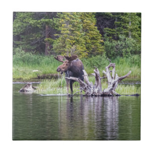 Lös älg kakelplatta