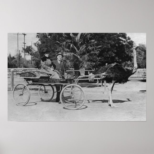 Los Angeles, CA Ostrich Farm Cart Scene Poster (Framsidan)