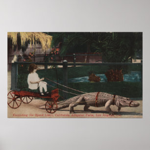Los Angeles CAAlligator FarmPulling flicka Poster