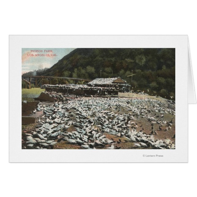 Los Angeles, CaliforniaView of a Pigeon Farm Hälsningskort (Framsidan Horizontal)