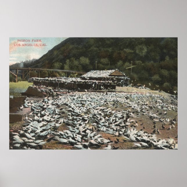 Los Angeles, CaliforniaView of a Pigeon Farm Poster (Framsidan)