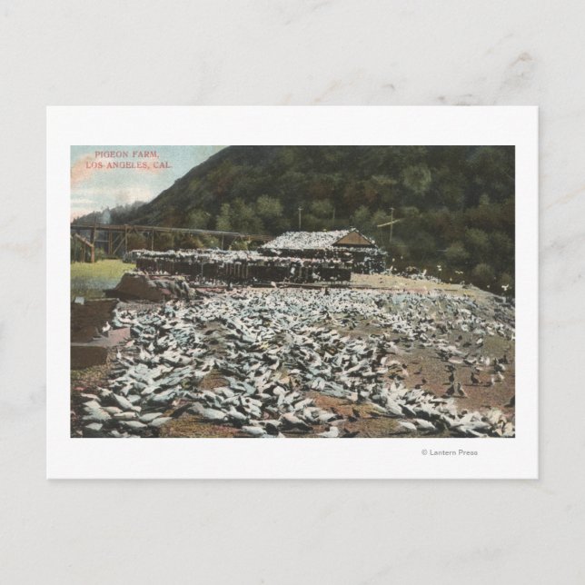 Los Angeles, CaliforniaView of a Pigeon Farm Vykort (Framsida)