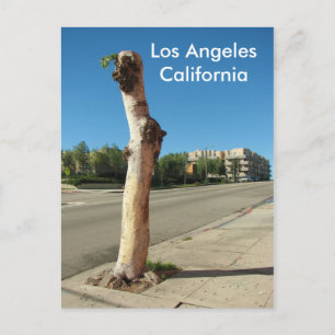 Los Angeles Coola Träd vykort! Vykort
