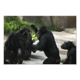 Los Angeles Zoo Fototryck