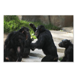 Los Angeles Zoo Fototryck
